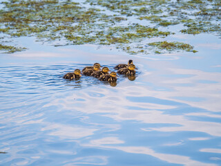 Cute little duckling swimming alone in a lake or river with calm water