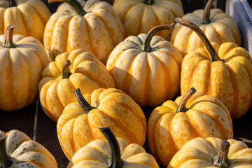 Farmers market display, big variety of striped decorative squashes, pumpkins, in different colours...