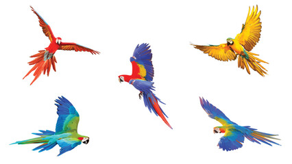 Set of macaw parrot flying isolated on white. Vector illustration