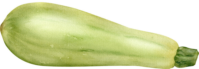 Hand-drawn watercolor green marrow illustration transparent. Vegetable isolated. Gardening. Healthy vegetarian food, cooking ingredient, harvest season time