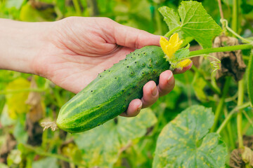 Woman hand have the cucumber harvest close up view