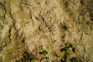 soils without nutrients 