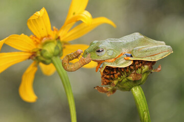 A green tree frog is preying on a caterpillar s are hunting for prey on a yellow wildflower. This amphibian has the scientific name Rhacophorus reinwardtii.