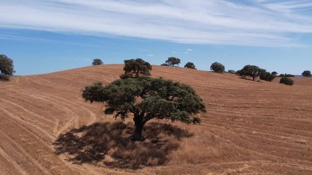 Scenic Cork trees in golden field, Alentejo, Aerial orbiting shot