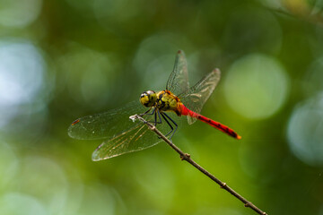 のんびりしているアキアカネ