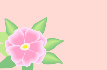Pink camellia with green leaves.