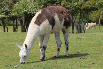 lama in a zoo in france