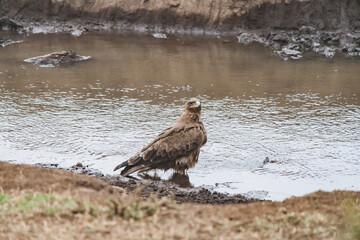 Brauner Vogel hockt an Flussufer. Braune Naturtöne. Fließendes Wasser. Falke, Adler in afrikanischer Savanne.