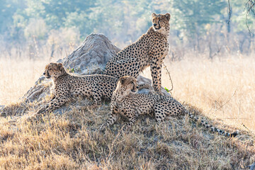 Drei Geparden auf Felsen. Zwei liegen, einer steht. Suchen nach Beute. Afrikanische Savanne.