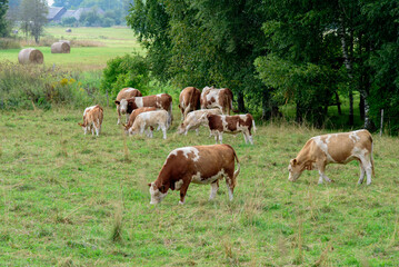 Fototapeta na wymiar mottled cows eating grass in a field with calves on a cloudy summer day