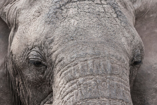 Elefant in der afrikanischen Savanne. Nahaufnahme des Gesichts. Leicht seitlich von vorne, Portrait. Dicke Haut mit Texturen. Augen, Rüssel.