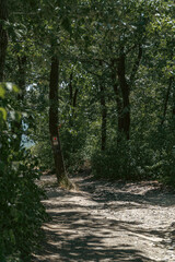 Fototapeta premium path in the forest at Budaörs