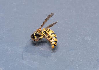 A wasp close-up on a dirty surface. Insect with a sting, dangerous for allergy sufferers. Yellow-black wasp.