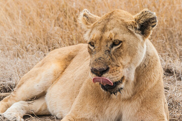 Löwin liegt in der afrikanischen Savanne auf trockenem Boden. Fokus auf dem Gesicht, Ansicht von vorne. Löwin leckt ihr Maul, Zunge sichtbar. Hungrig auf die Jagd.
