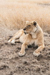 Löwin liegt in afrikanischer Savanne. Ganzkörperaufnahme, Kopfrichtung links. Ansicht seitlich von vorne. Trockenes hohes Gras im Hintergrund.