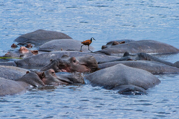 Eine Nilpferd Herde badet in natürlichem Wasser, nur die oberen Körperhälften und Köpfe sichtbar. Ein kleiner Vogel läuft auf einem der Nilpferd-Rücken. Wilde Tiere in Safari.