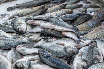 Freshly caught sea fish. Dorado fish.