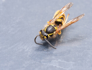 A wasp close-up on a dirty surface. Insect with a sting, dangerous for allergy sufferers....