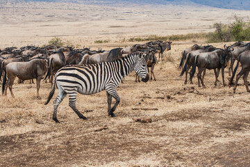 Fototapeta na wymiar Zebar alleine inmitten einer Gnu Herde. läuft mit den gnus in die selbe richtung. afrikanische savanne.