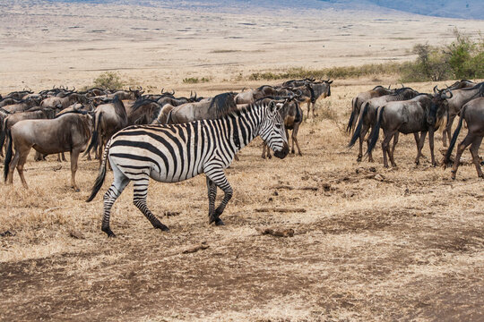 Zebar alleine inmitten einer Gnu Herde. l&auml;uft mit den gnus in die selbe richtung. afrikanische savanne.