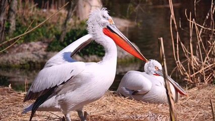 Pelican at the beach in Dalmatia, Croatia.