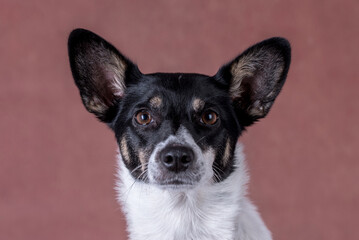 the portrait of happy Mongrel, Mutt  Dog