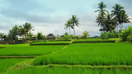  herrliche Aussicht auf malerischen Reisterrassen mit Palmen und hohen Bäumen im Hintergrund © globetrotter1
