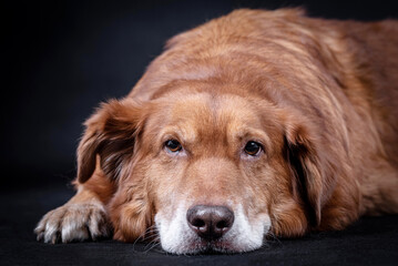 the portrait of happy Mongrel, Mutt  Dog