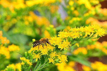 Wyjątkowej urody dzika pszczoła lepiarka (Colletes sp.) na kwiatach nawłoci kanadyjskiej (Solidago canadensis)