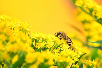 Wyjątkowej urody dzika pszczoła lepiarka (Colletes sp.) na kwiatach nawłoci kanadyjskiej (Solidago canadensis) - obrazy, fototapety, plakaty