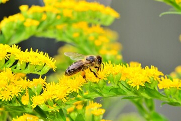 Pszczoła miodna (Apis mellifera) na kwiatach nawłoci kanadyjskiej (Solidago canadensis) - obrazy, fototapety, plakaty