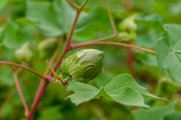 Gossypium (Cotton Plant)