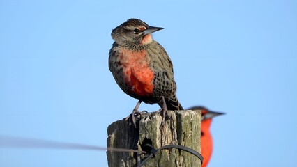 A gorgeous photo from the meadowlark bird.