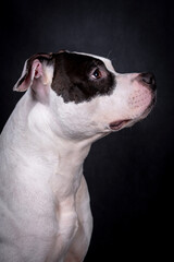  the portrait of  American Staffordshire Terrier Puppy Dog - AmStaff, American Staffy