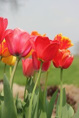 Beautiful spring tulips growing in the flower garden in a colorful illustration.