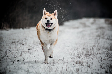Short winter trip with Akita Inu.
