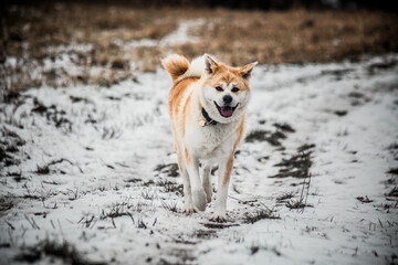 Short winter trip with Akita Inu.