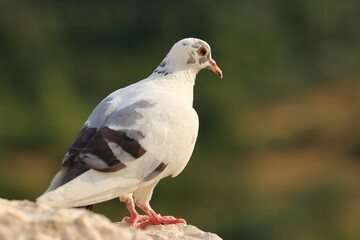 White pigeon standing on the rock in nature