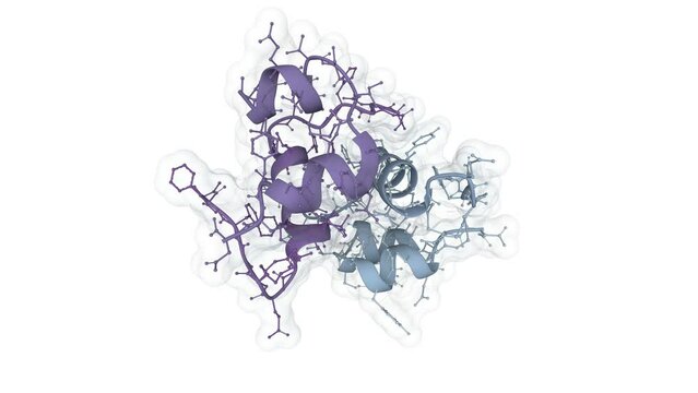 Semi-synthetic highly active analogue of human insulin. 3D rendering as ribbon with ball-and-stick sidechain. Semitransparent molecular surface is visualized. 