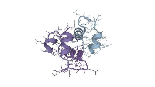 Semi-synthetic highly active analogue of human insulin. 3D rendering as ribbon with ball-and-stick sidechain. Semitransparent molecular surface is visualized. 