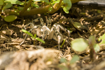 Gray tarantula spider selective focus.