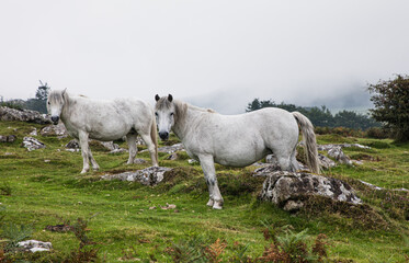 Obraz premium Wild white horses grazing on 'Hound' Tor On Dartmoor In Devon