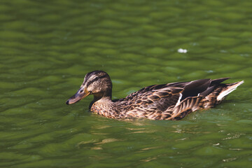 Birds and animals in wildlife concept. Amazing duck in lake or river. Wildlife scene from nature.