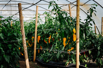 gelbe Paprika im Gewächshaus von einem Bio Bauernhof