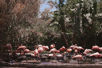 Beautiful shot of a herd of flamingos in a zoo during the day
