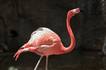 Beautiful shot of a flamingo in a zoo under the sunlight © Teo Yaros Ph/Wirestock Creators