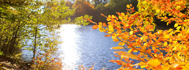 Autumn beech leaves on the sun and forest lake.