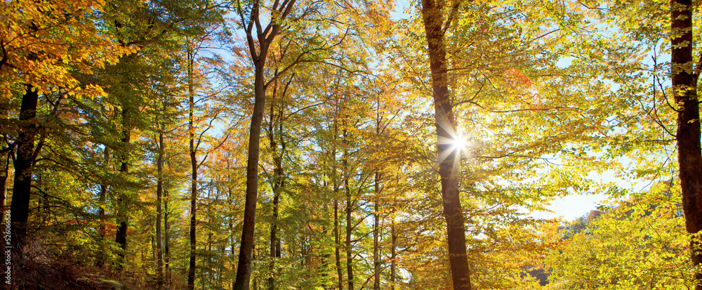 Canvas Prints sunlight in autumn forest with beech trees and blue sky.