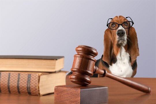 A cuter dog sits behind with a judge's gavel on the table.