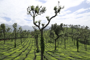 tea plantation in region